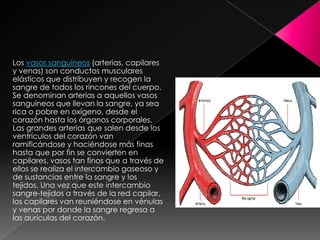 Los vasos sanguíneos (arterias, capilares
y venas) son conductos musculares
elásticos que distribuyen y recogen la
sangre de todos los rincones del cuerpo.
Se denominan arterias a aquellos vasos
sanguíneos que llevan la sangre, ya sea
rica o pobre en oxígeno, desde el
corazón hasta los órganos corporales.
Las grandes arterias que salen desde los
ventrículos del corazón van
ramificándose y haciéndose más finas
hasta que por fin se convierten en
capilares, vasos tan finos que a través de
ellos se realiza el intercambio gaseoso y
de sustancias entre la sangre y los
tejidos. Una vez que este intercambio
sangre-tejidos a través de la red capilar,
los capilares van reuniéndose en vénulas
y venas por donde la sangre regresa a
las aurículas del corazón.
 