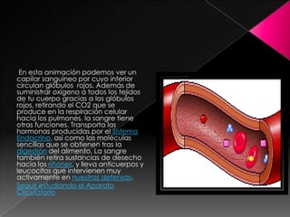 En esta animación podemos ver un
capilar sanguíneo por cuyo interior
circulan glóbulos rojos. Además de
suministrar oxígeno a todos los tejidos
de tu cuerpo gracias a los glóbulos
rojos, retirando el CO2 que se
produce en la respiración celular
hacia los pulmones, la sangre tiene
otras funciones. Transporta las
hormonas producidas por el Sistema
Endocrino, así como las moléculas
sencillas que se obtienen tras la
digestión del alimento. La sangre
también retira sustancias de desecho
hacia los riñones, y lleva anticuerpos y
leucocitos que intervienen muy
activamente en nuestras defensas.
Seguir estudiando el Aparato
Circulatorio
 