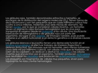 Los glóbulos rojos, también denominados eritrocitos o hematíes, se
encargan de la distribución del oxígeno molecular (O2). Tienen forma de
disco bicóncavo y son tan pequeños que en cada milímetro cubico hay
cuatro a cinco millones, midiendo unas siete micras de diámetro. No
tienen núcleo, por lo que se consideran células muertas. Los hematíes
tienen un pigmento rojizo llamado hemoglobina que les sirve para
transportar el oxígeno desde los pulmones a las células. Una insuficiente
fabricación de hemoglobina o de glóbulos rojos por parte del
organismo, da lugar a una anemia, de etiología variable, pues puede
deberse a un déficit nutricional, a un defecto genético o a diversas causas
más.
Los glóbulos blancos o leucocitos tienen una destacada función en el
Sistema Inmunológico al efectuar trabajos de limpieza (fagocitos) y
defensa (linfocitos). Son mayores que los hematíes, pero menos numerosos
(unos siete mil por milímetro cúbico), son células vivas que se trasladan, se
salen de los capilares y se dedican a destruir los microbios y las células
muertas que encuentran por el organismo. También producen anticuerpos
que neutralizan los microbios que producen las enfermedades infecciosas.
Las plaquetas son fragmentos de células muy pequeños, sirven para
taponar las he ridas y evitar hemorragias.
 