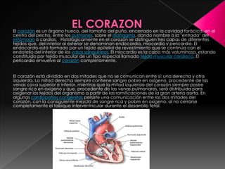 El corazón es un órgano hueco, del tamaño del puño, encerrado en la cavidad torácica, en el
centro del pecho, entre los pulmones, sobre el diafragma, dando nombre a la "entrada" del
estómago o cardias. Histológicamente en el corazón se distinguen tres capas de diferentes
tejidos que, del interior al exterior se denominan endocardio, miocardio y pericardio. El
endocardio está formado por un tejido epitelial de revestimiento que se continúa con el
endotelio del interior de los vasos sanguíneos. El miocardio es la capa más voluminosa, estando
constituido por tejido muscular de un tipo especial llamado tejido muscular cardíaco. El
pericardio envuelve al corazón completamente.
El corazón está dividido en dos mitades que no se comunican entre sí: una derecha y otra
izquierda, La mitad derecha siempre contiene sangre pobre en oxígeno, procedente de las
venas cava superior e inferior, mientras que la mitad izquierda del corazón siempre posee
sangre rica en oxígeno y que, procedente de las venas pulmonares, será distribuida para
oxigenar los tejidos del organismo a partir de las ramificaciones de la gran arteria aorta. En
algunas cardiopatías congénitas persiste una comunicación entre las dos mitades del
corazón, con la consiguiente mezcla de sangre rica y pobre en oxígeno, al no cerrarse
completamente el tabique interventricular durante el desarrollo fetal.
 