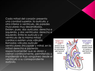 Cada mitad del corazón presenta
una cavidad superior, la aurícula, y
otra inferior o ventrículo, de paredes
musculares muy desarrolladas.
Existen, pues, dos aurículas: derecha e
izquierda, y dos ventrículos: derecho e
izquierdo. Entre la aurícula y el
ventrículo de la misma mitad
cardiaca existen unas válvulas
llamadas válvulas aurículo
ventriculares (tricúspide y mitral, en la
mitad derecha e izquierda
respectivamente) que se abren y
cierran continuamente, permitiendo o
impidiendo el flujo sanguíneo desde el
ventrículo a su correspondiente
aurícula.
 