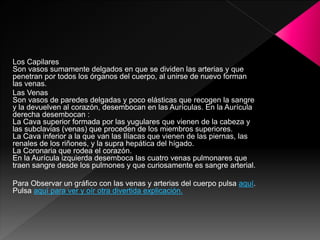 Los Capilares
Son vasos sumamente delgados en que se dividen las arterias y que
penetran por todos los órganos del cuerpo, al unirse de nuevo forman
las venas.
Las Venas
Son vasos de paredes delgadas y poco elásticas que recogen la sangre
y la devuelven al corazón, desembocan en las Aurículas. En la Aurícula
derecha desembocan :
La Cava superior formada por las yugulares que vienen de la cabeza y
las subclavias (venas) que proceden de los miembros superiores.
La Cava inferior a la que van las Ilíacas que vienen de las piernas, las
renales de los riñones, y la supra hepática del hígado.
La Coronaria que rodea el corazón.
En la Aurícula izquierda desemboca las cuatro venas pulmonares que
traen sangre desde los pulmones y que curiosamente es sangre arterial.
Para Observar un gráfico con las venas y arterias del cuerpo pulsa aquí.
Pulsa aquí para ver y oír otra divertida explicación.
 