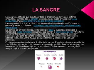 La sangre es el fluido que circula por todo el organismo a través del sistema
circulatorio, formado por el corazón y un sistema de tubos o vasos, los vasos
sanguíneos. Pulsa aquí para ver y oír otra divertida explicación.
La sangre describe dos circuitos complementarios llamados circulación mayor o
general y menor o pulmonar... pulsa aquí para más información, con interesantes
animaciones
La sangre es un tejido líquido, compuesto por agua y sustancias orgánicas e
inorgánicas (sales minerales) disueltas, que forman el plasma sanguíneo y tres tipos
de elementos formes o células sanguíneas: glóbulos rojos, glóbulos blancos y
plaquetas. Una gota de sangre contiene aproximadamente unos 5 millones de
glóbulos rojos, de 5.000 a 10.000 glóbulos blancos y alrededor de 250.000
plaquetas.
El plasma sanguíneo es la parte líquida de la sangre. Es salado, de color amarillento
y en él flotan los demás componentes de la sangre, también lleva los alimentos y las
sustancias de desecho recogidas de las células. El plasma cuando se coagula la
sangre, origina el suero sanguíneo.
 