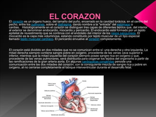 El corazón es un órgano hueco, del tamaño del puño, encerrado en la cavidad torácica, en el centro del
pecho, entre los pulmones, sobre el diafragma, dando nombre a la "entrada" del estómago o
cardias. Histológicamente en el corazón se distinguen tres capas de diferentes tejidos que, del interior
al exterior se denominan endocardio, miocardio y pericardio. El endocardio está formado por un tejido
epitelial de revestimiento que se continúa con el endotelio del interior de los vasos sanguíneos. El
miocardio es la capa más voluminosa, estando constituido por tejido muscular de un tipo especial
llamado tejido muscular cardíaco. El pericardio envuelve al corazón completamente.
El corazón está dividido en dos mitades que no se comunican entre sí: una derecha y otra izquierda, La
mitad derecha siempre contiene sangre pobre en oxígeno, procedente de las venas cava superior e
inferior, mientras que la mitad izquierda del corazón siempre posee sangre rica en oxígeno y que,
procedente de las venas pulmonares, será distribuida para oxigenar los tejidos del organismo a partir de
las ramificaciones de la gran arteria aorta. En algunas cardiopatías congénitas persiste una
comunicación entre las dos mitades del corazón, con la consiguiente mezcla de sangre rica y pobre en
oxígeno, al no cerrarse completamente el tabique interventricular durante el desarrollo fetal.
 