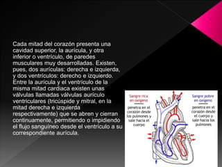 Cada mitad del corazón presenta una
cavidad superior, la aurícula, y otra
inferior o ventrículo, de paredes
musculares muy desarrolladas. Existen,
pues, dos aurículas: derecha e izquierda,
y dos ventrículos: derecho e izquierdo.
Entre la aurícula y el ventrículo de la
misma mitad cardiaca existen unas
válvulas llamadas válvulas aurículo
ventriculares (tricúspide y mitral, en la
mitad derecha e izquierda
respectivamente) que se abren y cierran
continuamente, permitiendo o impidiendo
el flujo sanguíneo desde el ventrículo a su
correspondiente aurícula.
 