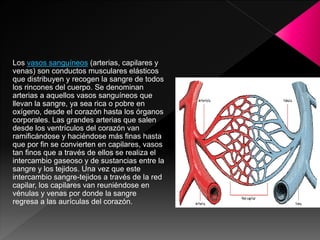 Los vasos sanguíneos (arterias, capilares y
venas) son conductos musculares elásticos
que distribuyen y recogen la sangre de todos
los rincones del cuerpo. Se denominan
arterias a aquellos vasos sanguíneos que
llevan la sangre, ya sea rica o pobre en
oxígeno, desde el corazón hasta los órganos
corporales. Las grandes arterias que salen
desde los ventrículos del corazón van
ramificándose y haciéndose más finas hasta
que por fin se convierten en capilares, vasos
tan finos que a través de ellos se realiza el
intercambio gaseoso y de sustancias entre la
sangre y los tejidos. Una vez que este
intercambio sangre-tejidos a través de la red
capilar, los capilares van reuniéndose en
vénulas y venas por donde la sangre
regresa a las aurículas del corazón.
 