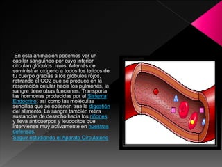 En esta animación podemos ver un
capilar sanguíneo por cuyo interior
circulan glóbulos rojos. Además de
suministrar oxígeno a todos los tejidos de
tu cuerpo gracias a los glóbulos rojos,
retirando el CO2 que se produce en la
respiración celular hacia los pulmones, la
sangre tiene otras funciones. Transporta
las hormonas producidas por el Sistema
Endocrino, así como las moléculas
sencillas que se obtienen tras la digestión
del alimento. La sangre también retira
sustancias de desecho hacia los riñones,
y lleva anticuerpos y leucocitos que
intervienen muy activamente en nuestras
defensas.
Seguir estudiando el Aparato Circulatorio
 