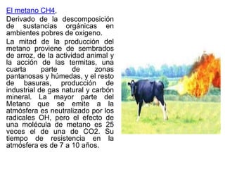 El metano CH4,
Derivado de la descomposición
de sustancias orgánicas en
ambientes pobres de oxigeno.
La mitad de la producción del
metano proviene de sembrados
de arroz, de la actividad animal y
la acción de las termitas, una
cuarta parte de zonas
pantanosas y húmedas, y el resto
de basuras, producción de
industrial de gas natural y carbón
mineral. La mayor parte del
Metano que se emite a la
atmósfera es neutralizado por los
radicales OH, pero el efecto de
una molécula de metano es 25
veces el de una de CO2. Su
tiempo de resistencia en la
atmósfera es de 7 a 10 años.
 