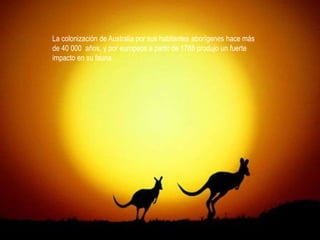 La mayoría de las aves pertenece a los
La fauna está más dispersa en las regiones de
En general, la fauna de Norteamérica es de Guinea
grupos del Viejo Mundo. La gallina similar a
cálido del
la de desiertoLa colonización de Australia por Asia, donde el aborígenes hace más
las áreas septentrionalessureste y el sur de sus habitantes
es la principal ave de caza. de Europa y Asia.
Las aves
animalgrandes mamíferos, como los europeos
famoso, el león
de 40
Destacanen especial000 años, y por garzas a partir dese ha produjo un fuerte
los nativo más pelícanos, osos asiático, casi 1788
acuáticas,
los
extinguido. Sin embargo, hienas y chacales son
impacto en su fauna.
gigantes, flamencos, cigüeñas y garcetas, se
frecuentes en esta zona.
reúnen en gran número

 