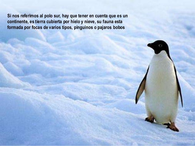 Download 900 Gambar Fauna Polos Keren Gratis