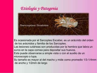Etiología y Patogenia

Es ocasionada por el Sarcoptes Escabei, es un arácnido del orden
de los arácnidos y familia de los Sarcoptes.
Las lesiones cutáneas son producidas por la hembra que labra un
surco en la capa cornea para depositar sus huevos.
Esta puede observarse a simple vista o con el auxilio de un
microscopio o lupa.
Su tamaño es mayor al del macho y mide como promedio 1/3-1/4mm
de ancho y 1/2mm de largo

 