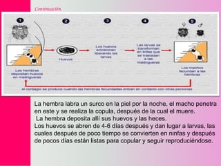 Continuación.

La hembra labra un surco en la piel por la noche, el macho penetra
en este y se realiza la copula, después de la cual el muere.
La hembra deposita allí sus huevos y las heces.
Los huevos se abren de 4-6 días después y dan lugar a larvas, las
cuales después de poco tiempo se convierten en ninfas y después
de pocos días están listas para copular y seguir reproduciéndose.

 