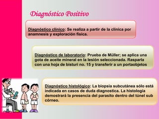 Diagnóstico Positivo
Diagnóstico clínico: Se realiza a partir de la clínica por
anamnesis y exploración física.

Diagnóstico de laboratorio: Prueba de Müller; se aplica una
gota de aceite mineral en la lesión seleccionada. Rasparla
con una hoja de bisturí no. 15 y transferir a un portaobjetos

Diagnóstico histológico: La biopsia subcutánea sólo está
indicada en casos de duda diagnostica. La histología
demostrará la presencia del parasito dentro del túnel sub
córneo.

 
