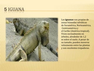 5 IGUANA
Las iguanas son propias de
zonas húmedas selváticas
de Suramérica, Norteamérica,
Centroamérica y
el Caribe (América tropical).
Viven normalmente en
árboles, alrededor de 1,2
m sobre el suelo. A pesar de
su tamaño, pueden moverse
velozmente entre las plantas
y son excelentes trepadoras.

 