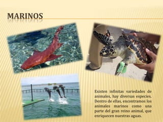 MARINOS

Existen infinitas variedades de
animales, hay diversas especies.
Dentro de ellas, encontramos los
animales marinos como una
parte del gran reino animal, que
enriquecen nuestras aguas.

 
