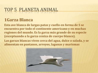 TOP 5 PLANETA ANIMAL
1Garza Blanca
Esta ave blanca de largas patas y cuello en forma de S se
encuentra por todo el continente americano y en muchas
regiones del mundo. Es la garza más grande de su especie
(exceptuando a la garza ceniza de cuerpo blanco).
Las garzas blancas viven cerca del agua, dulce o salada, y se
alimentan en pantanos, arroyos, lagunas y marismas

 
