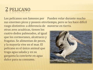 2 PELICANO
Los pelícanos son famosos por Pueden volar durante mucho
sus enormes picos y poseen otro tiempo, pero se les hace difícil
rasgo distintivo: a diferencia de moverse en tierra.
otras aves acuáticas, tienen los
cuatro dedos palmeados, al igual
que los cormoranes, alcatraces y
fragatas. Se alimentan de peces,
y la mayoría vive en el mar. El
pelícano es el único animal que
traga agua salada y en su
garganta la convierte en agua
dulce para su consumo.

 