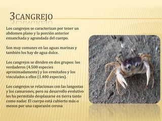 3CANGREJO
Los cangrejos se caracterizan por tener un
abdomen plano y la porción anterior
ensanchada y agrandada del cuerpo.
Son muy comunes en las aguas marinas y
también los hay de agua dulce.
Los cangrejos se dividen en dos grupos: los
verdaderos (4.500 especies
aproximadamente) y los ermitaños y los
vinculados a ellos (1.400 especies).
Los cangrejos se relacionan con las langostas
y los camarones, pero su desarrollo evolutivo
les ha permitido desplazarse en tierra tanto
como nadar. El cuerpo está cubierto más o
menos por una caparazón cerosa

 