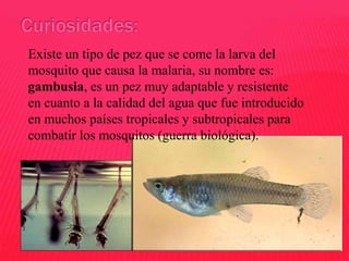 Existe un tipo de pez que se come la larva del
mosquito que causa la malaria, su nombre es:
gambusia, es un pez muy adaptable y resistente
en cuanto a la calidad del agua que fue introducido
en muchos países tropicales y subtropicales para
combatir los mosquitos (guerra biológica).

 