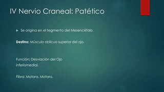 IV Nervio Craneal: Patético


Se origina en el tegmento del Mesencéfalo.

Destino: Músculo oblicuo superior del ojo.

Función: Desviación del Ojo
inferiomedial.
Fibra: Motora. Motora.

 