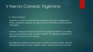 V Nervio Craneal: Trigémino


Tiene 3 ramas:

oftalmico: conduce información sensitiva del cuero cabelludo y
frente, parpado superior, la nariz, los senos frontales y partes de las
meninges.
Maxilar: conduce información sobre el parpado inferior y la mejilla,
dorso y punta de la nariz, el labio superior, los dientes superiores, el
paladar y el techo de la faringe.
Mandibular: conduce información sensitiva al labio inferior, dientes
inferiores alas de la nariz, barbilla, dolor y temperatura de la boca,

 