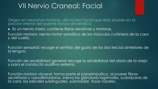 VII Nervio Craneal: Facial
Origen en neuronas motoras, del núcleo facial que esta situado en la
porción inferior del puente tronco encefálico.
 Es un nervio mixto, contiene fibras sensitivas y motoras.
Función motora: nervio motor somático de los músculos cutáneos de la cara
y del cuello.

Función sensorial: recoge el sentido del gusto de los dos tercios anteriores de
la lengua.
Función de sensibilidad general: recoge la sensibilidad del dorso de la oreja
y para el conducto auditivo externo.
Función motora visceral: forma parte el parasimpatico, al poseer fibras
secretoras y vasodilatadoras, inerva las glándulas lagrimales, sudoríparas de
la cara, las salivales sublinguales, submaxilar, fosas nasales.

 
