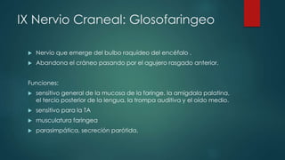 IX Nervio Craneal: Glosofaringeo


Nervio que emerge del bulbo raquídeo del encéfalo .



Abandona el cráneo pasando por el agujero rasgado anterior.

Funciones:


sensitivo general de la mucosa de la faringe, la amígdala palatina,
el tercio posterior de la lengua, la trompa auditiva y el oído medio.



sensitivo para la TA



musculatura faringea



parasimpática, secreción parótida.

 