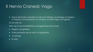 X Nervio Craneal: Vago


Nace del bulbo raquídeo e inerva la faringe, el esófago, la larigne,
la tráquea, los bronquios, el corazón, el estómago y el hígado.

Su función es:
Este nervio da sensibilidad a las siguientes estructuras.


Región amigdalina



Parte posterior de la nariz y la garganta



La laringe



El oído

 