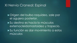 XI Nervio Craneal: Espinal
 Origen

del bulbo raquídeo, sale por
el agujero posterior.
 Su destino es hacia lo músculos
externocleidomastoideo y trapecio.
 Su función es dar movimiento a estos
músculos

 