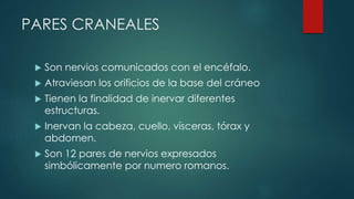 PARES CRANEALES


Son nervios comunicados con el encéfalo.



Atraviesan los orificios de la base del cráneo



Tienen la finalidad de inervar diferentes
estructuras.



Inervan la cabeza, cuello, vísceras, tórax y
abdomen.



Son 12 pares de nervios expresados
simbólicamente por numero romanos.

 