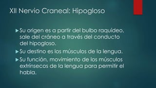 XII Nervio Craneal: Hipogloso
 Su

origen es a partir del bulbo raquídeo,
sale del cráneo a través del conducto
del hipogloso.

 Su

 Su

destino es los músculos de la lengua.

función, movimiento de los músculos
extrínsecos de la lengua para permitir el
habla.

 