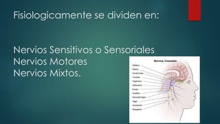 Fisiologicamente se dividen en:

Nervios Sensitivos o Sensoriales
Nervios Motores
Nervios Mixtos.

 