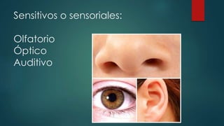 Sensitivos o sensoriales:
Olfatorio
Óptico
Auditivo

 