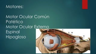Motores:
Motor Ocular Común
Patético
Motor Ocular Externo
Espinal
Hipogloso

 