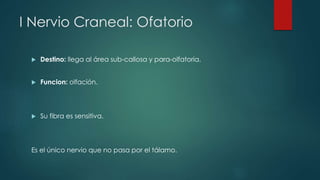 I Nervio Craneal: Ofatorio


Destino: llega al área sub-callosa y para-olfatoria.



Funcion: olfación.



Su fibra es sensitiva.

Es el único nervio que no pasa por el tálamo.

 