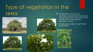 Type of vegetation in the
area
v
 Vegetation in this place is
abundant, specially there are plenty
of poplars but also other plants such
as oaks, holm oaks, fig trees,
chestnuts, wilows...
 People grow poplars to get timber
for factories.
 