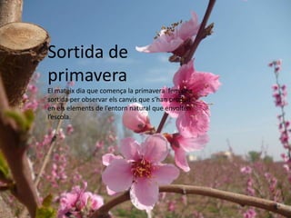 Sortida de
primavera
El mateix dia que comença la primavera fem una
sortida per observar els canvis que s’han produït
en els elements de l’entorn natural que envolten
l’escola.
 