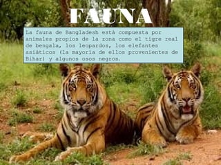 FAUNALa fauna de Bangladesh está compuesta por
animales propios de la zona como el tigre real
de bengala, los leopardos, los elefantes
asiáticos (la mayoría de ellos provenientes de
Bihar) y algunos osos negros.
 