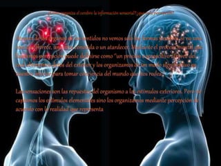 ¿Cómo organiza el cerebro la información sensorial?¿que es la percepción?
Atravez de los órganos de los sentidos no vemos solo las formas y colores, si no una
rosa qué florece, una cara conocida o un atardecer. Mediante el proceso mental que
llamamos percepción puede definirse como ‘’un proceso cognoscitivo atravez del
cual obtenemos datos del exterior y los organizamos de un modo significativo en
nuestro interior para tomar conciencia del mundo que nos rodea ‘’
Las sensaciones son las repuestas del organismo a los estímulos exteriores. Pero no
captamos los estímulos elementales sino los organizamos mediante percepción de
acuerdo con la realidad que representa
 