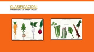 CLASIFICACION:
HORTALIZAS DE RAIZYTALLO: