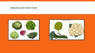 HORLAZILAS DE HOJAY FLOR: