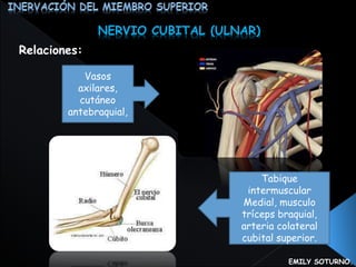 EMILY SOTURNO. 
NERVIO CUBITAL (ULNAR) 
Vasos 
axilares, 
cutáneo 
antebraquial, 
Tabique 
intermuscular 
Medial, musculo 
tríceps braquial, 
arteria colateral 
cubital superior. 
Relaciones: 
 