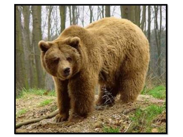 Imagenes De Animales Terrestres Wikipedia | animales terrestres y acu 225 ticos im 225 genes y caracteristicas Imagenes De Animales Terrestres Wikipedia | animales terrestres y acu 225 ticos im 225 genes y caracteristicas