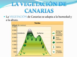  La VEGETACIÓN de Canarias se adapta a la humedad y 
a la altura. 
 