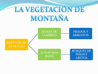 DEPENDE DE 
LA ALTURA 
ZONAS DE 
CUMBRES 
PRADOS Y 
ARBUSTOS 
ZONAS MÁS 
BAJAS 
BOSQUES DE 
PINOS Y 
ABETOS 
 