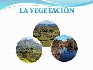 LLANURAS: 
ORILLAS 
DE LOS 
RÍOS 
ZONAS DE 
MONTAÑA: 
 