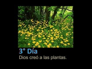 Dios creó a las plantas.
 