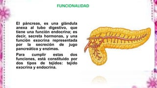 FUNCIONALIDAD
El páncreas, es una glándula
anexa al tubo digestivo, que
tiene una función endocrina; es
decir, secreta hormonas, y una
función exocrina representada
por la secreción de jugo
pancreático y enzimas.
Para cumplir estas dos
funciones, está constituido por
dos tipos de tejidos: tejido
exocrina y endocrina.
 