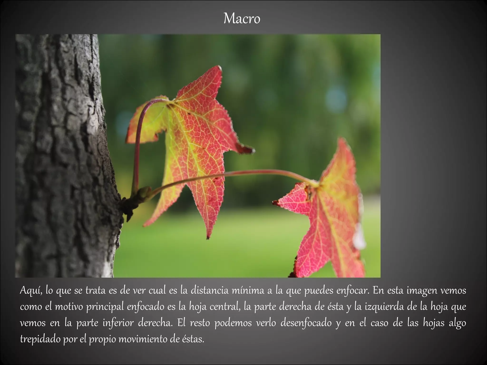 Macro
Aquí, lo que se trata es de ver cual es la distancia mínima a la que puedes enfocar. En esta imagen vemos
como el motivo principal enfocado es la hoja central, la parte derecha de ésta y la izquierda de la hoja que
vemos en la parte inferior derecha. El resto podemos verlo desenfocado y en el caso de las hojas algo
trepidado por el propio movimiento de éstas.
 