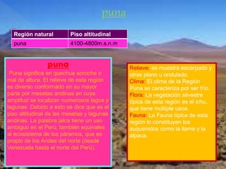puna
Puna significa en quechua soroche o
mal de altura. El relieve de esta región
es diverso conformado en su mayor
parte por mesetas andinas en cuya
amplitud se localizan numerosos lagos y
lagunas. Debido a esto se dice que es el
piso altitudinal de las mesetas y lagunas
andinas. La palabra jalca tiene un uso
ambiguo en el Perú, también equivales
al ecosistema de los páramos, que es
propio de los Andes del norte (desde
Venezuela hasta el norte del Perú).
Relieve: se muestra escarpado y
otras plano u ondulado.
Clima: El clima de la Región
Puna se caracteriza por ser frío.
Flora: La vegetación silvestre
típica de esta región es el ichu,
que tiene múltiple usos.
Fauna: La Fauna típica de esta
región lo constituyen los
auquénidos como la llama y la
alpaca.
puna
Región natural Piso altitudinal
puna 4100-4800m.s.n.m
 